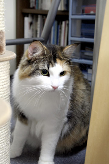 狙う猫