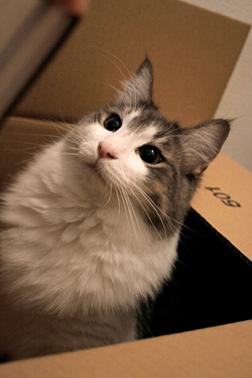 よしの先生バースデー2009-3